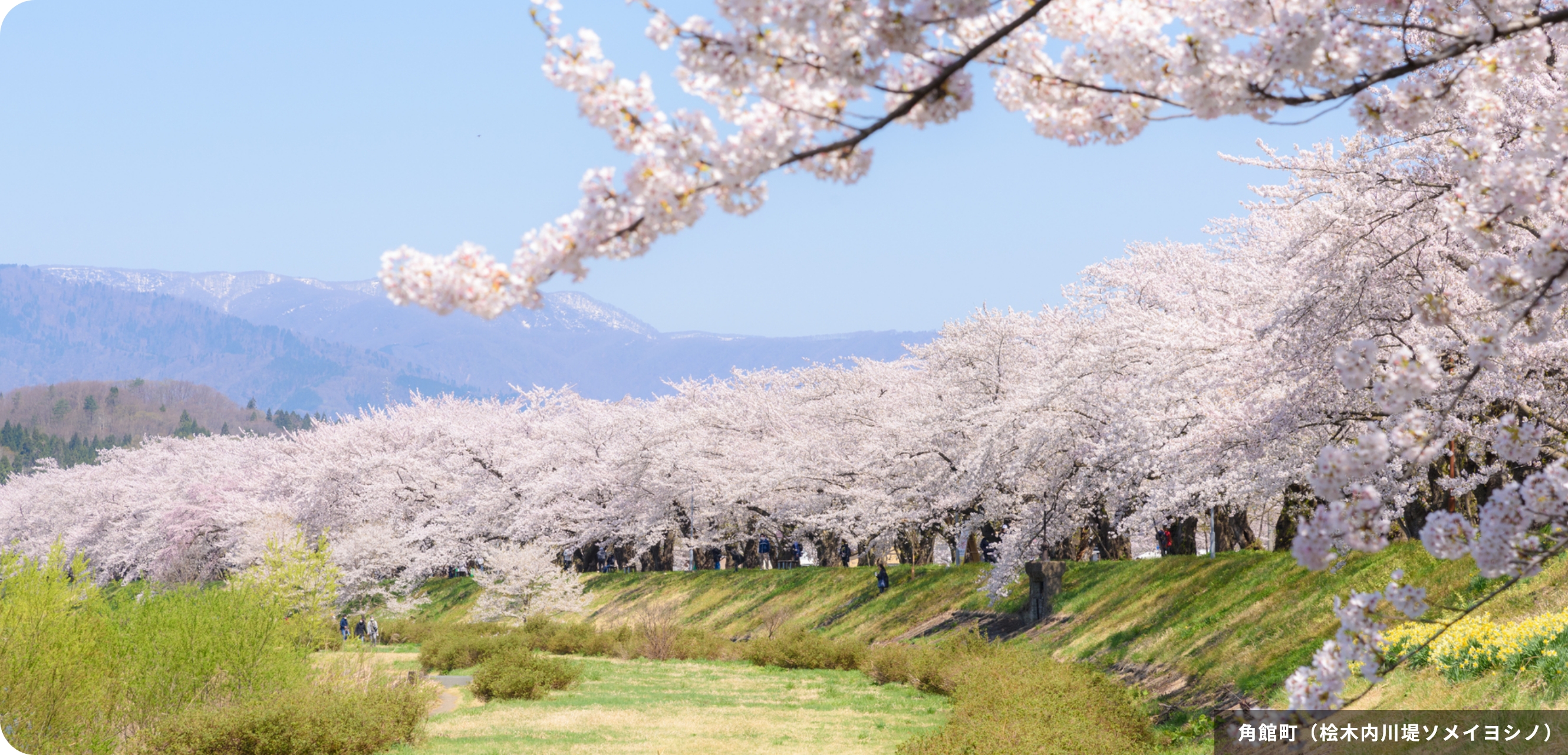 角館町（桧木内川堤ソメイヨシノ）