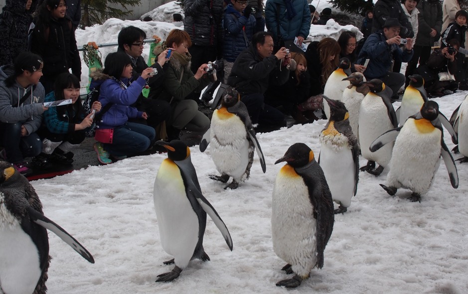 旭山動物園「ペンギンの散歩」愛らしい姿に皆笑顔