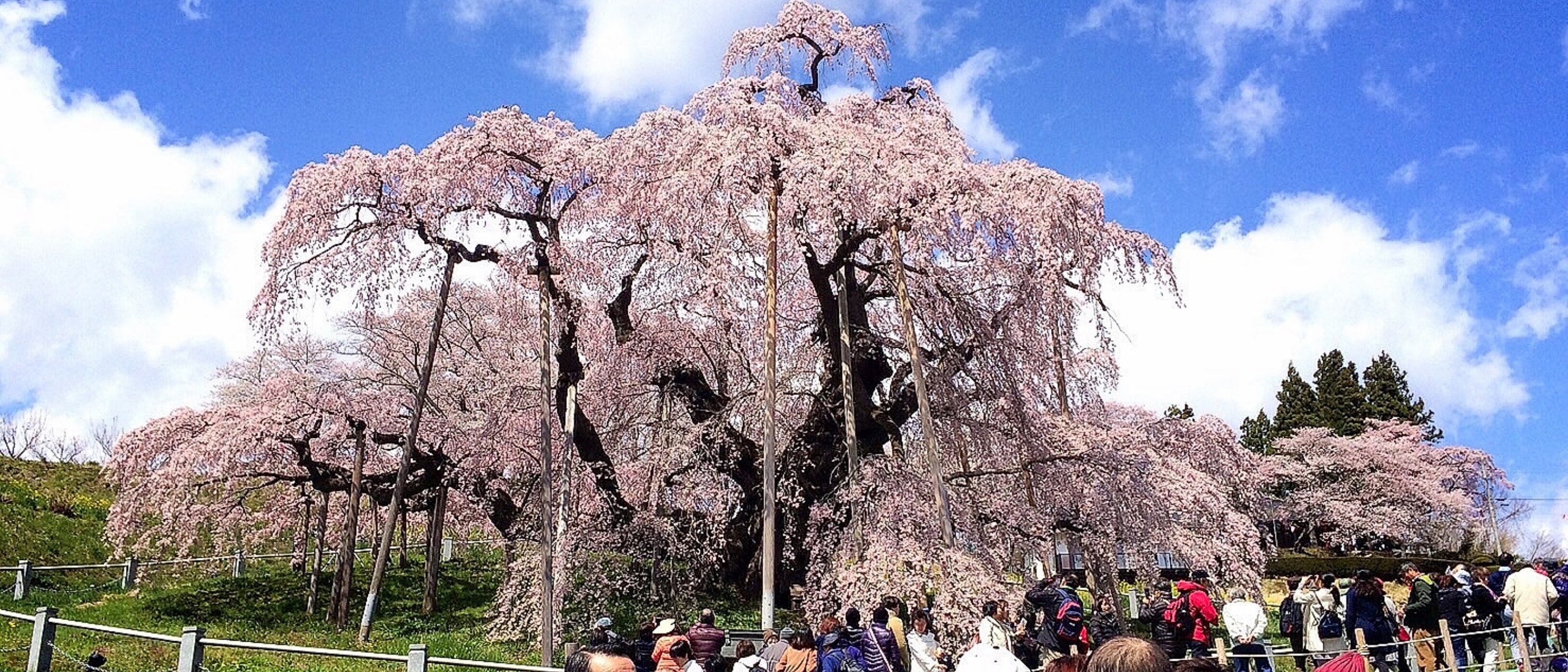 青空を背景にした三春の滝桜