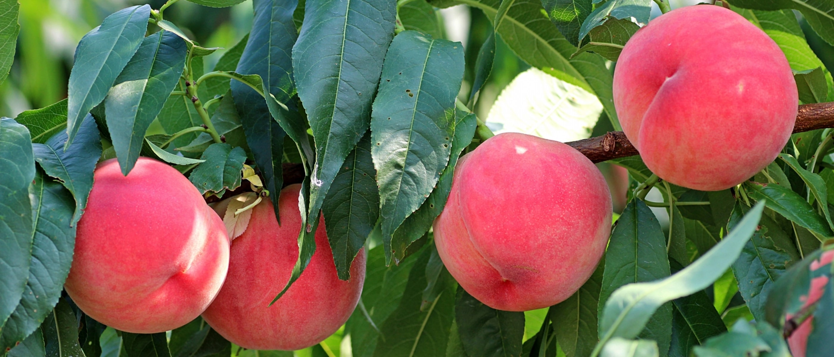 桃（あかつき）の木