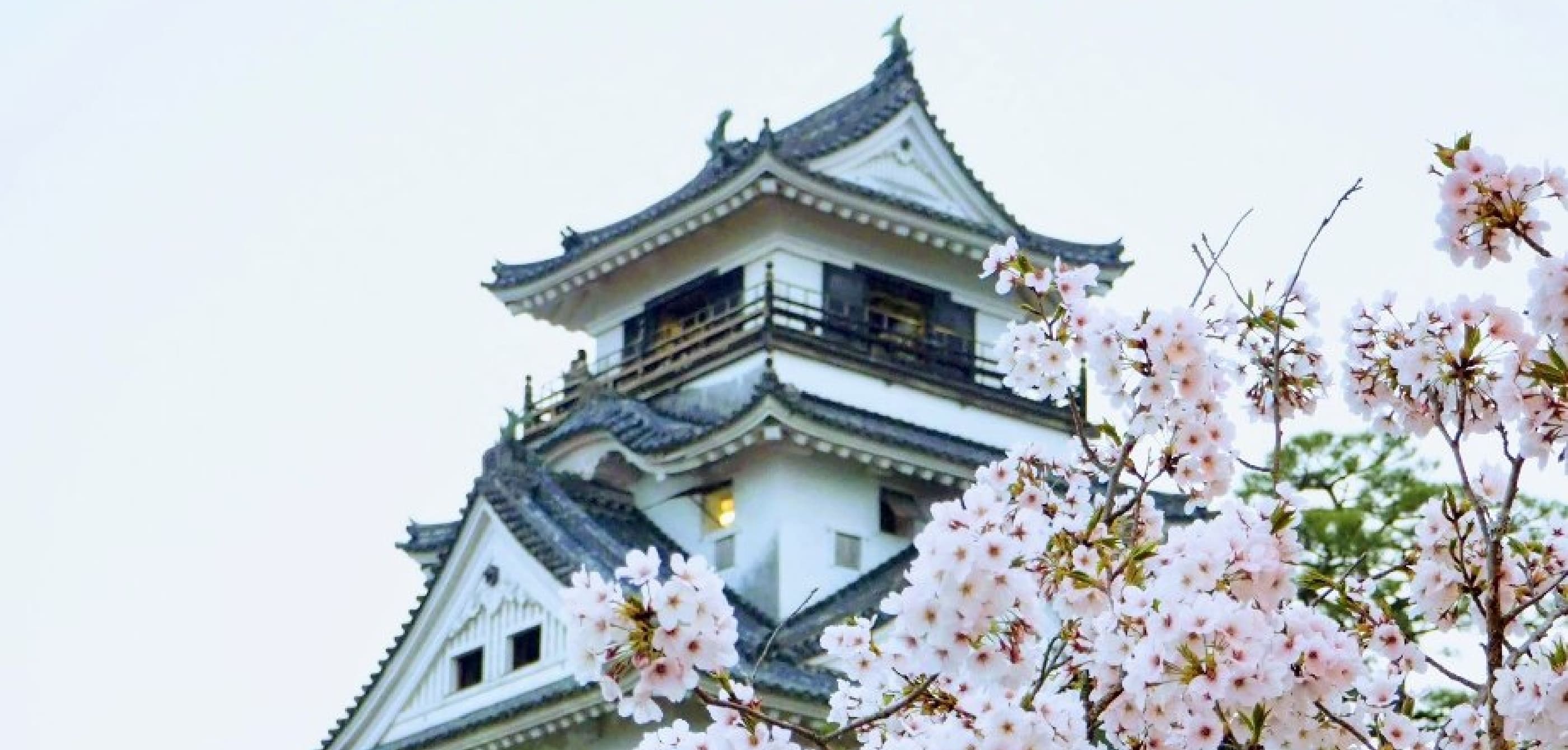 桜の木と高知城