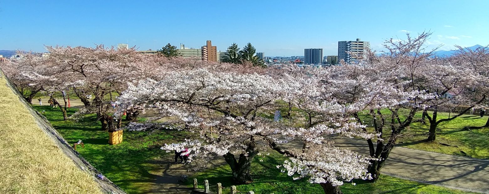 盛岡城跡公園の桜
