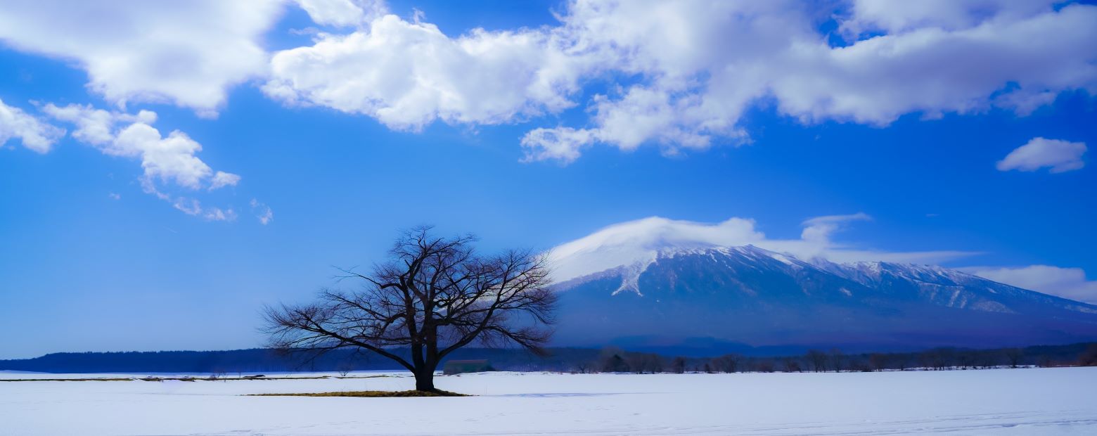 冬の一本桜と岩手山(八幡平市)