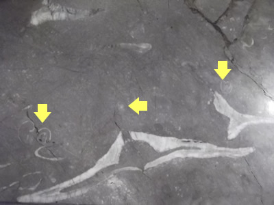 大理石でできたロビーカウンターの中にある化石の写真
