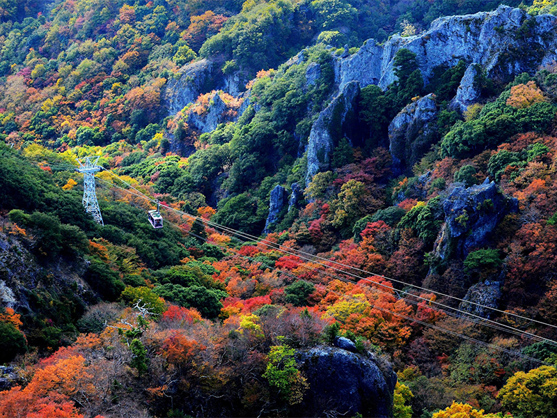 赤や黄色の紅葉に彩られた小豆島の景勝地である「かんかけい」と、その上を往復するロープウェーの写真です。