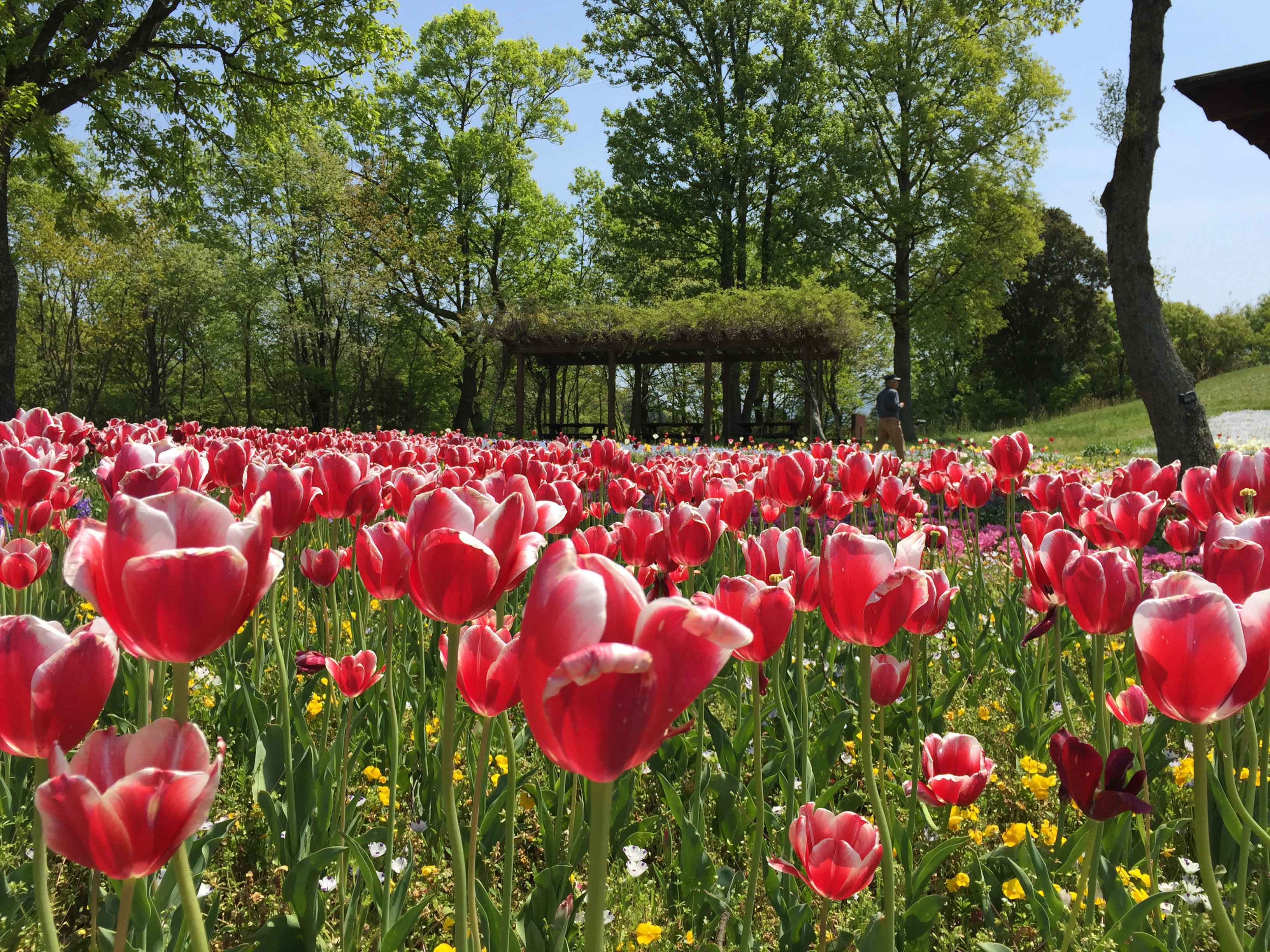国営讃岐まんのう公園内の敷地で、一面に咲き誇る赤いチューリップの写真です。