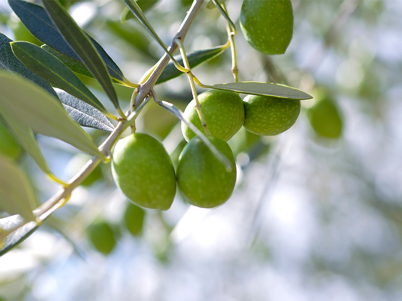 県木であり、小豆島の名産でもある緑色のオリーブの実の写真です。