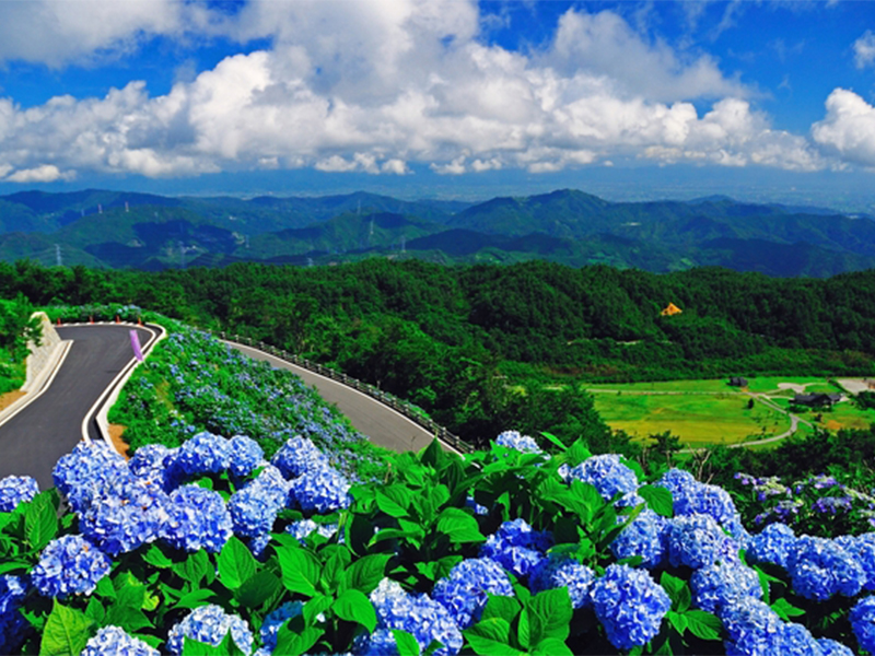 標高1000ｍを超える「おおかわら高原」と高原に一面に咲く青い紫陽花の風景の写真です。