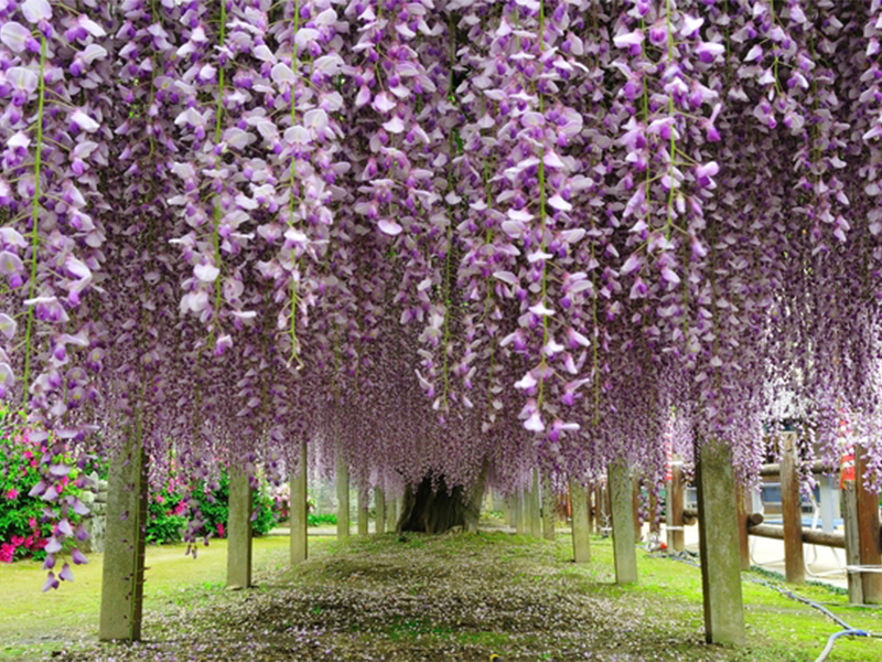 藤棚から幾重にも垂れ下がる、「じふく寺」の紫色のふじの花の写真です。
