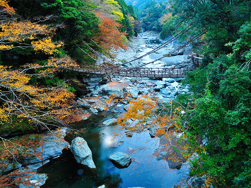 紅葉の渓谷にかかる、祖谷のかずら橋を遠景から望む写真です。