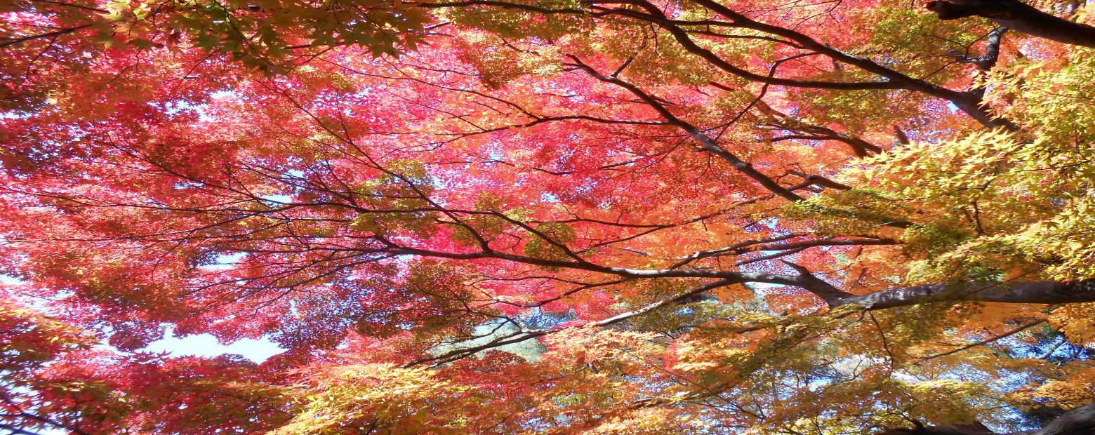 山形市もみじ公園の様子