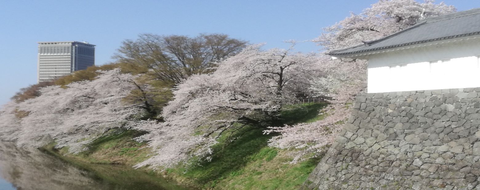 霞城公園の桜の様子