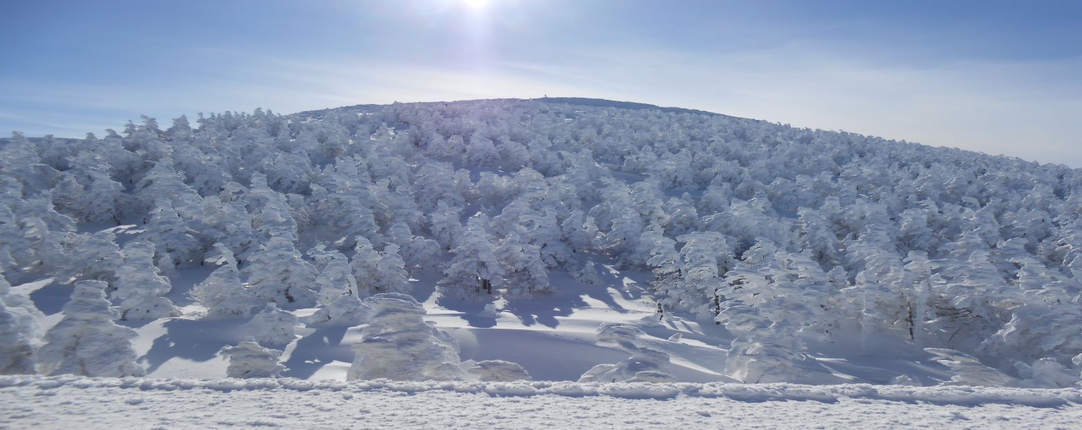 蔵王の樹氷の様子